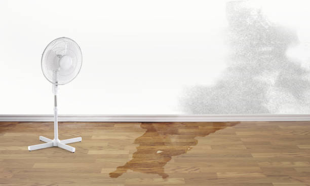 Best Water damage restoration experts  in Mount Carmel, IL