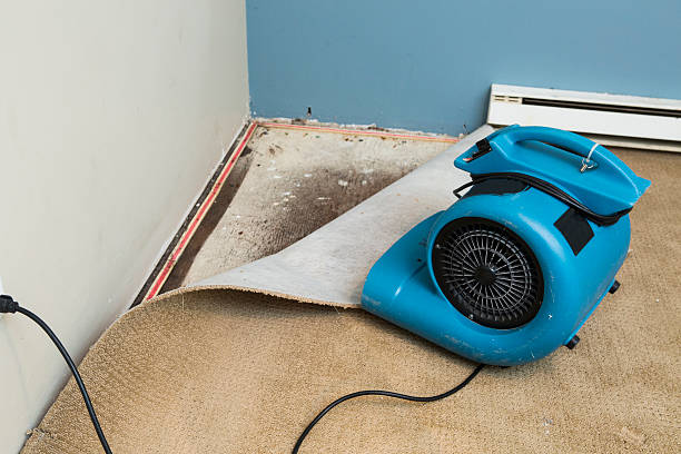 Best Local water damage restoration  in Mount Carmel, IL